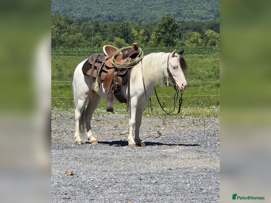 American Quarter horses for sale: Trustworthy Reliable 5 Yr Old Black and White  - Image 4