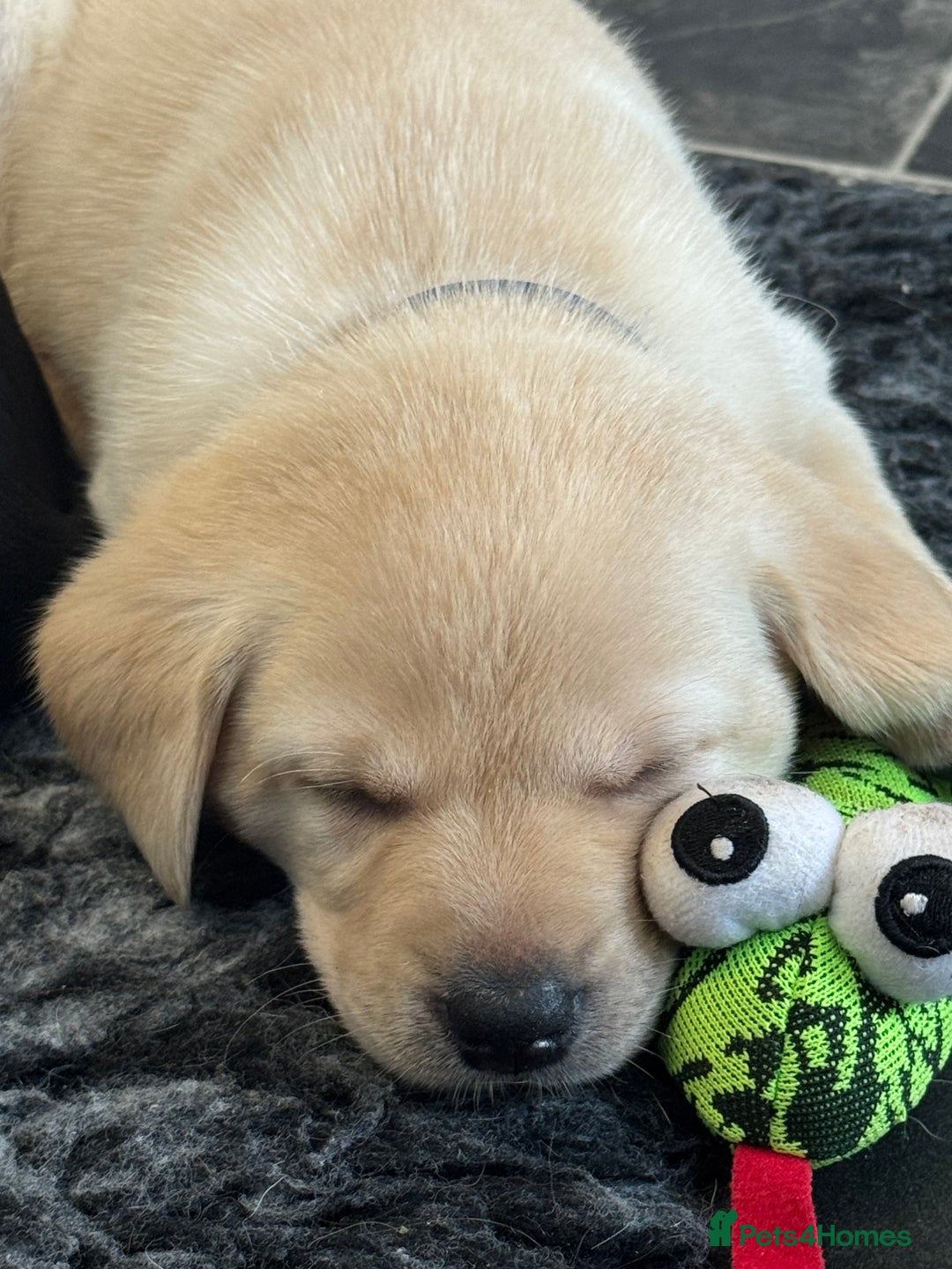 Labrador Retriever dogs for sale: Stunning KC Puppies Health Tested Parents - Advert 22