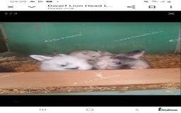 Lionhead rabbits for sale: Blue harlequin Mini lion lops  - Image 13