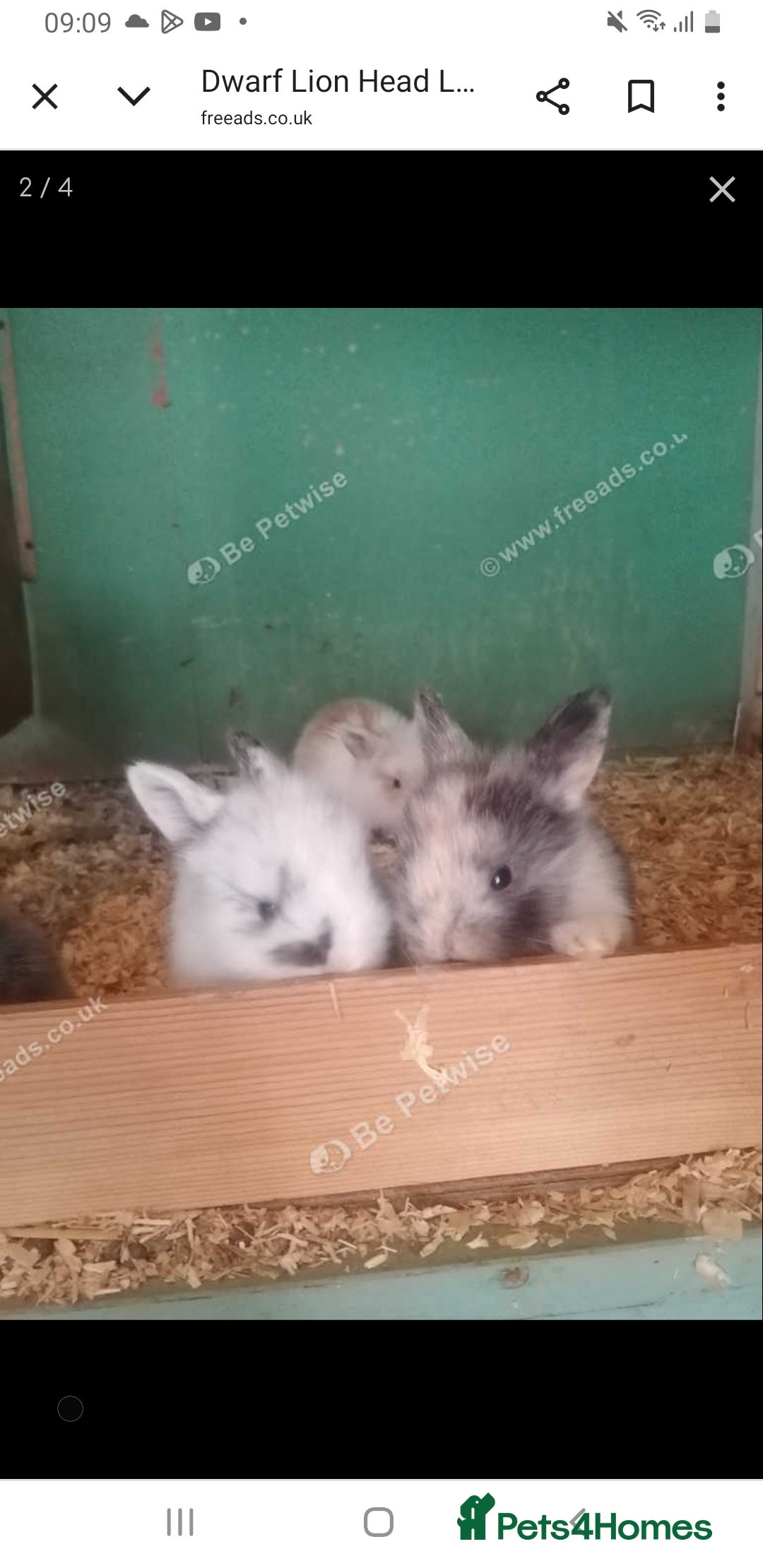 Lionhead rabbits for sale: Blue harlequin Mini lion lops  - Image 13