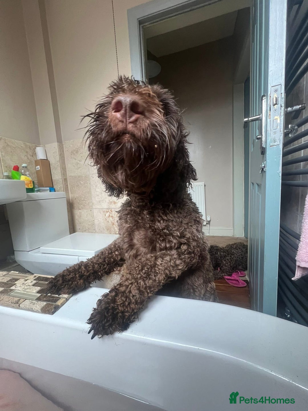 Cockapoo dogs for sale: 2 Year old Chocolate boy for rehoming - Image 7