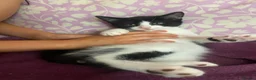 Mixed Breed cats for sale: READY NOW in Orpington - Advert 7