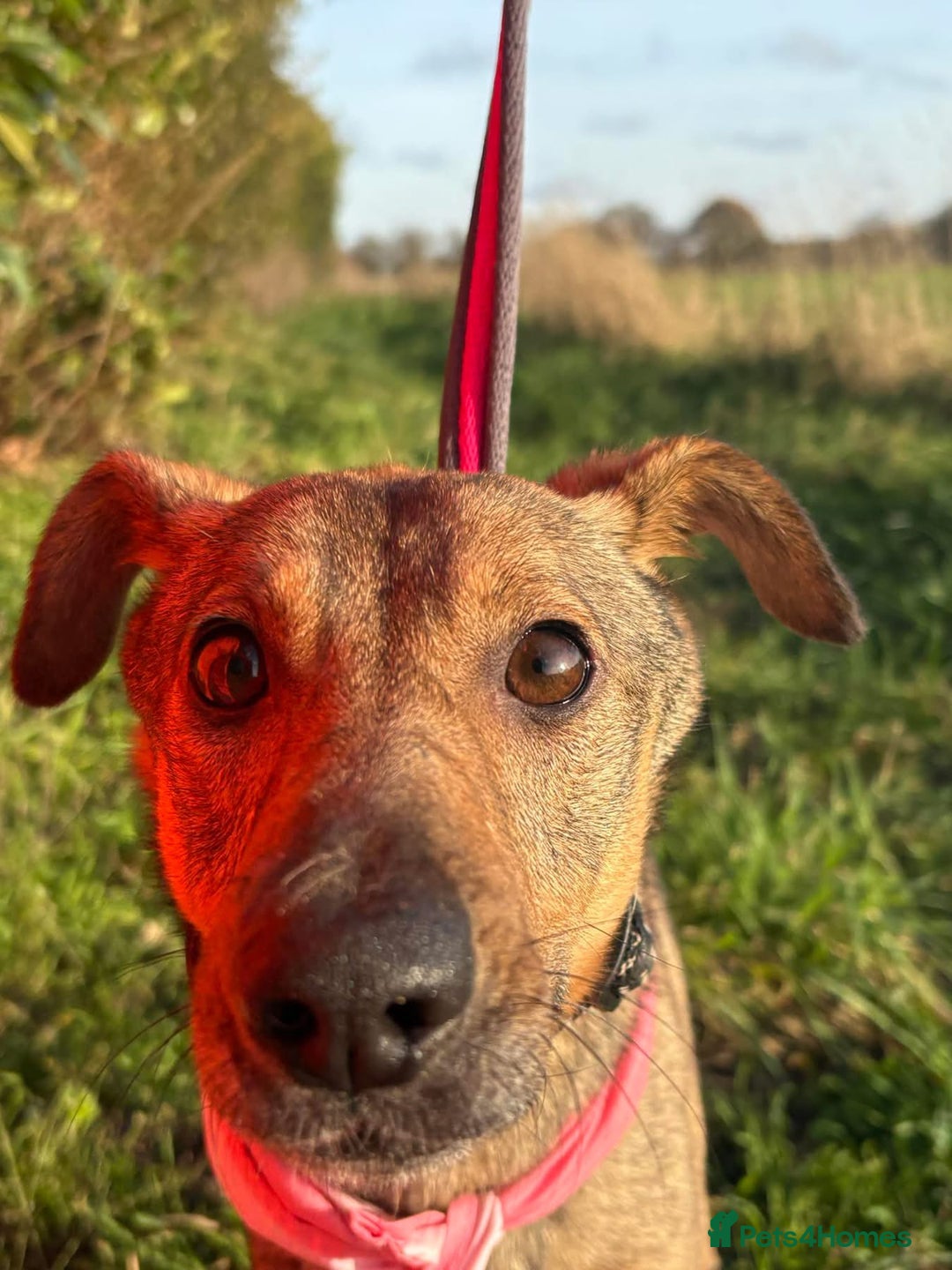 Mixed Breed dogs for adoption: Flora - Norwich Norfolk  - Advert 3