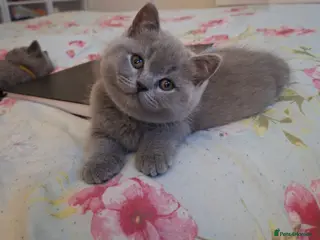 British Shorthair cats 🌟Show quality only 1 boy available to reserve🌟 - Advert 17
