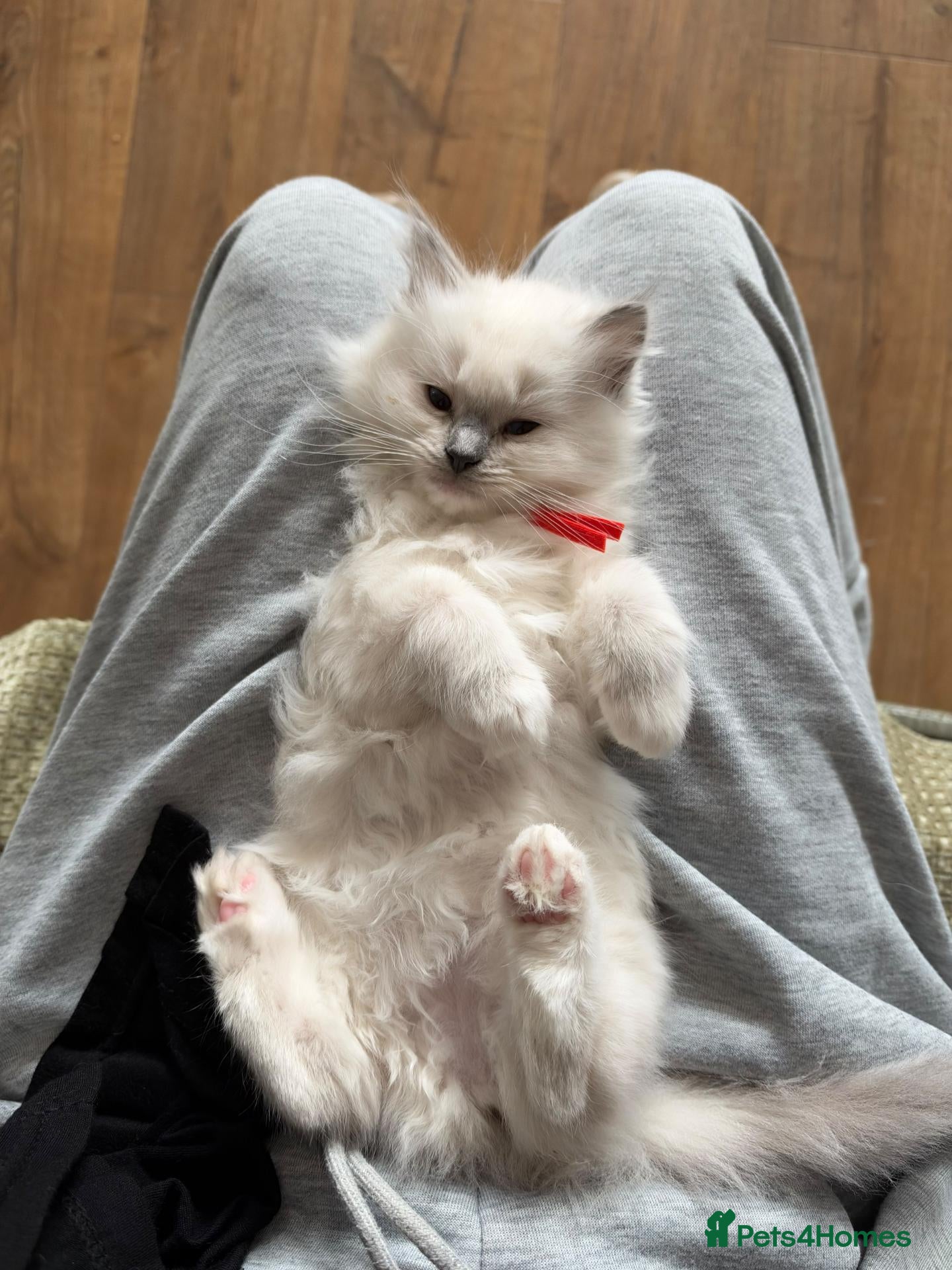 Ragdoll cats for sale: 4 Gorgeous Kittens Looking for Loving Homes 🐱 - Advert 1