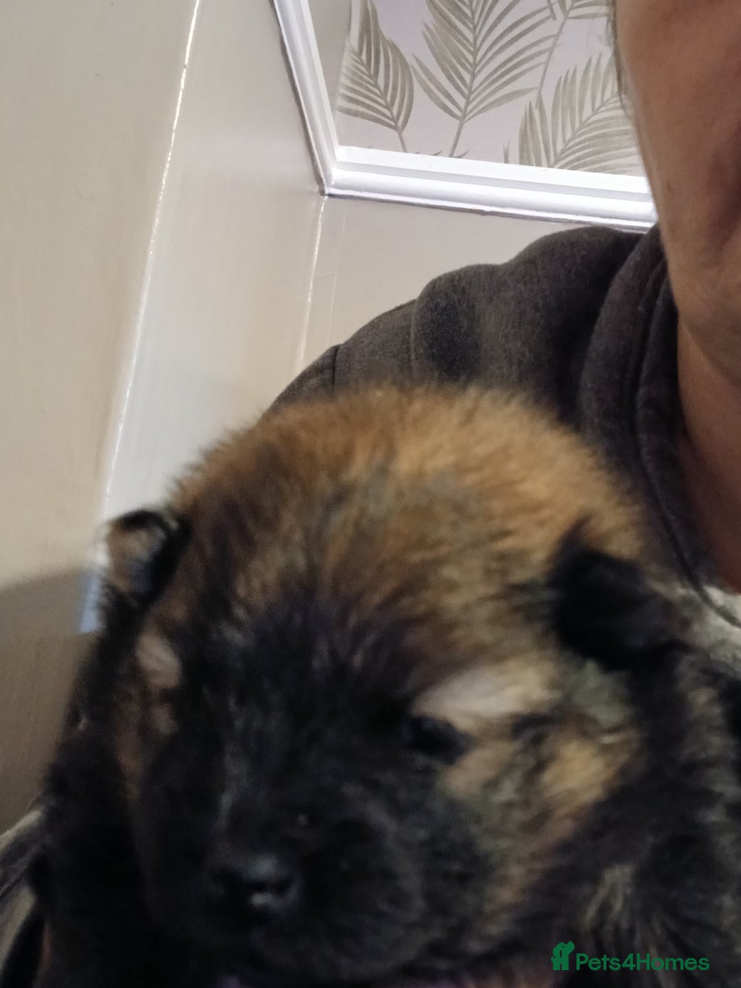 Pomeranian dogs for sale: Pomerian pups  - Image 18