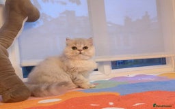 Persian cats for sale: Persian Chinchilla boy Looking for Loving Home - Image 6