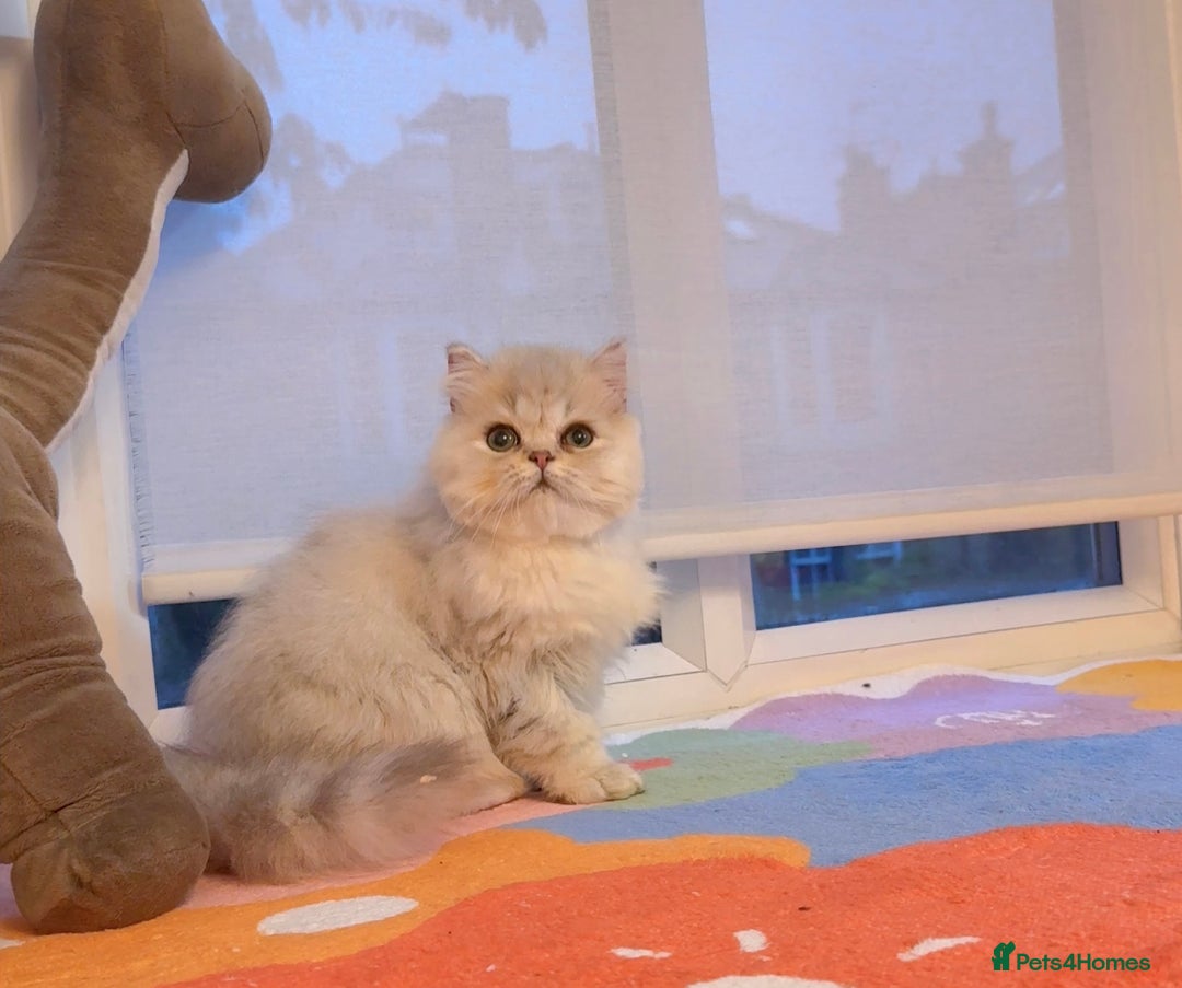 Persian cats for sale: Persian Chinchilla boy Looking for Loving Home - Image 6
