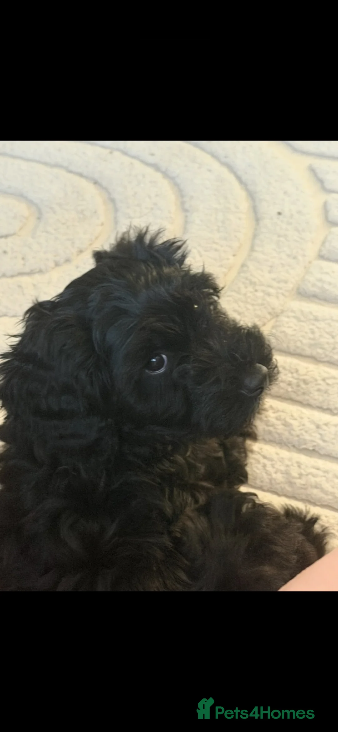 Cockapoo dogs for sale: Beautiful little girl for sale.  in Eastbourne - Advert 2