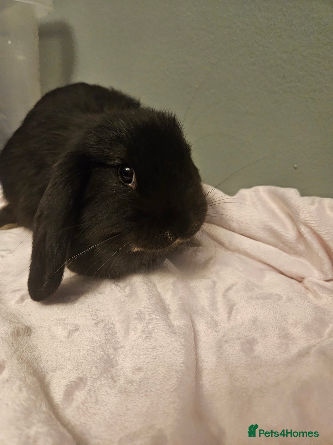 French Lop rabbits for sale: French lop ** last one left** - Advert 8