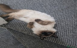 Ragdoll cats for sale: Beautiful Seal Point Ragdoll Male - Image 4