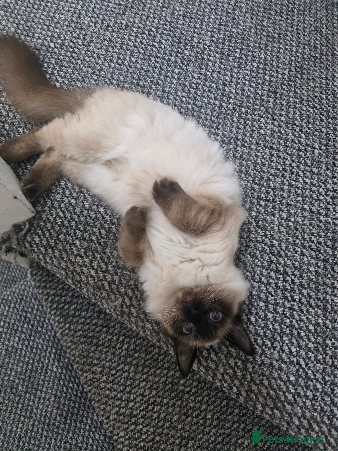 Ragdoll cats for sale: Beautiful Seal Point Ragdoll Male - Image 4