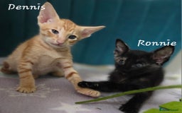 Oriental cats for sale: *1left*Beautiful GCCF registered Oriental kittens - Image 1
