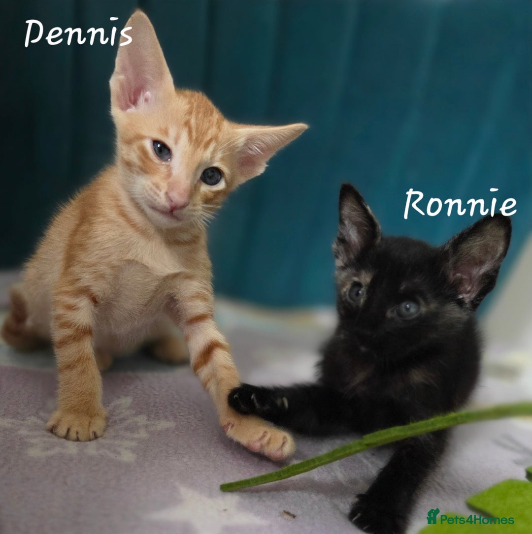 Oriental cats for sale: *1left*Beautiful GCCF registered Oriental kittens - Image 1