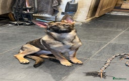 German Shepherd dogs for sale: gorgeous kc reg working blood line German Shepard  - Image 38