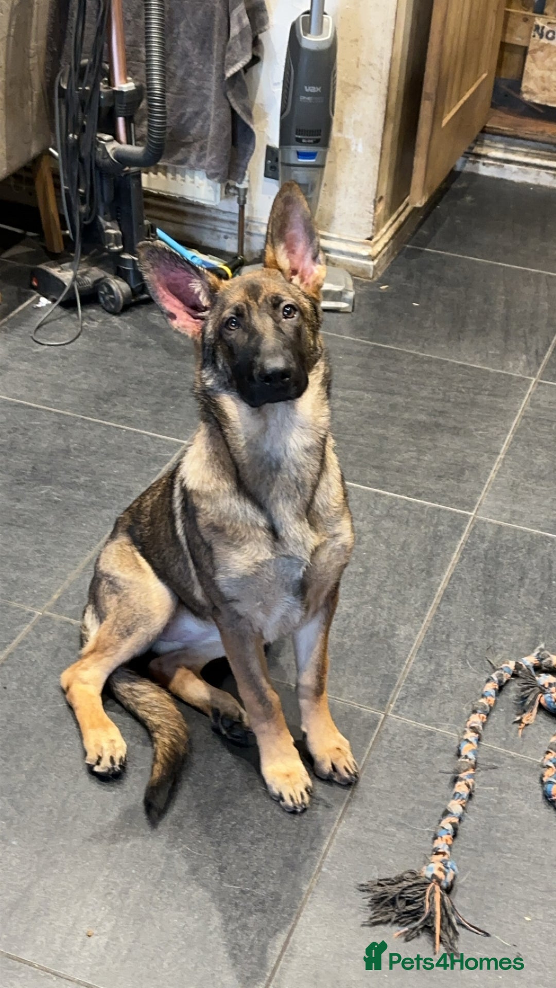 German Shepherd dogs for sale: gorgeous kc reg working blood line German Shepard  - Image 38