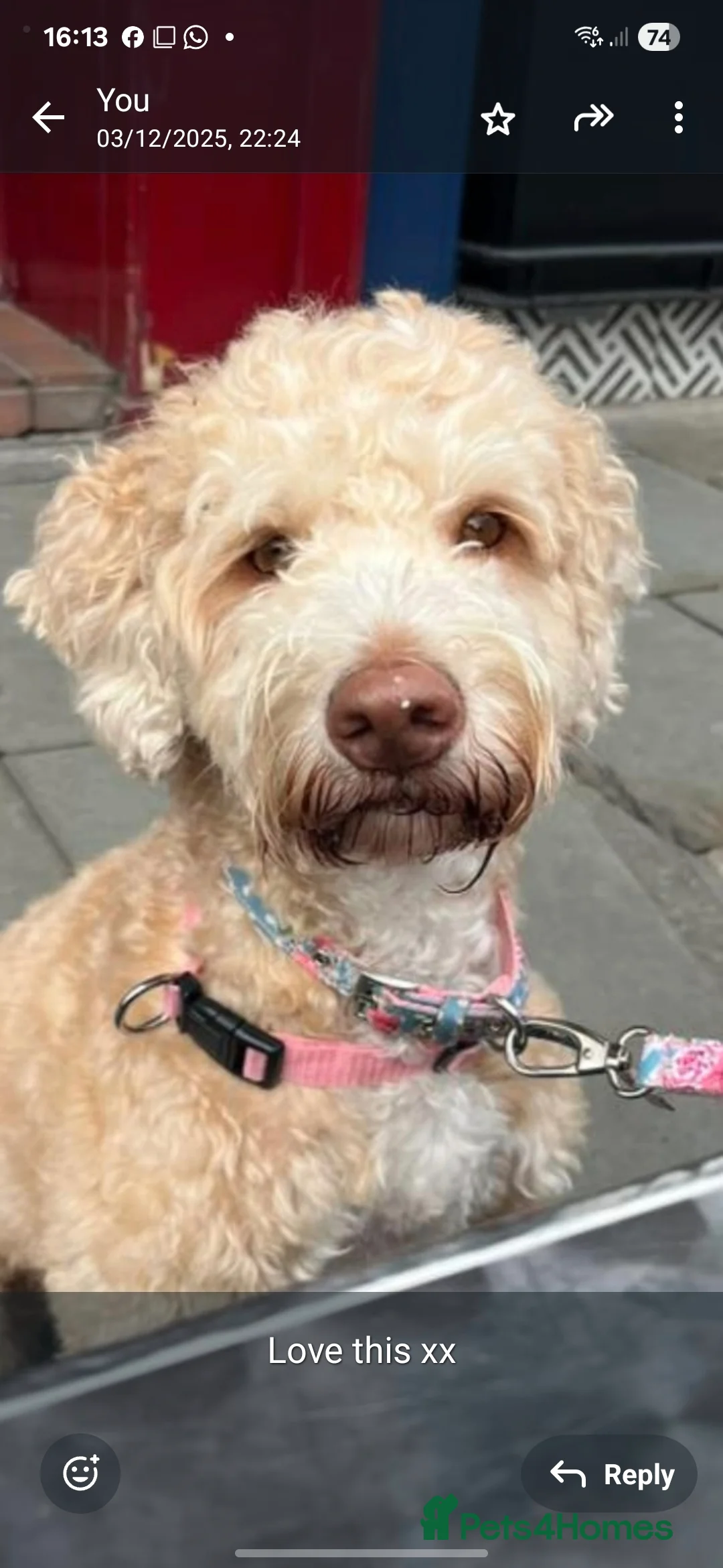 Cockapoo dogs for sale: Cockapoo puppies  - Advert 1