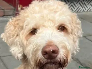 Cockapoo dogs Cockapoo puppies - Advert 2