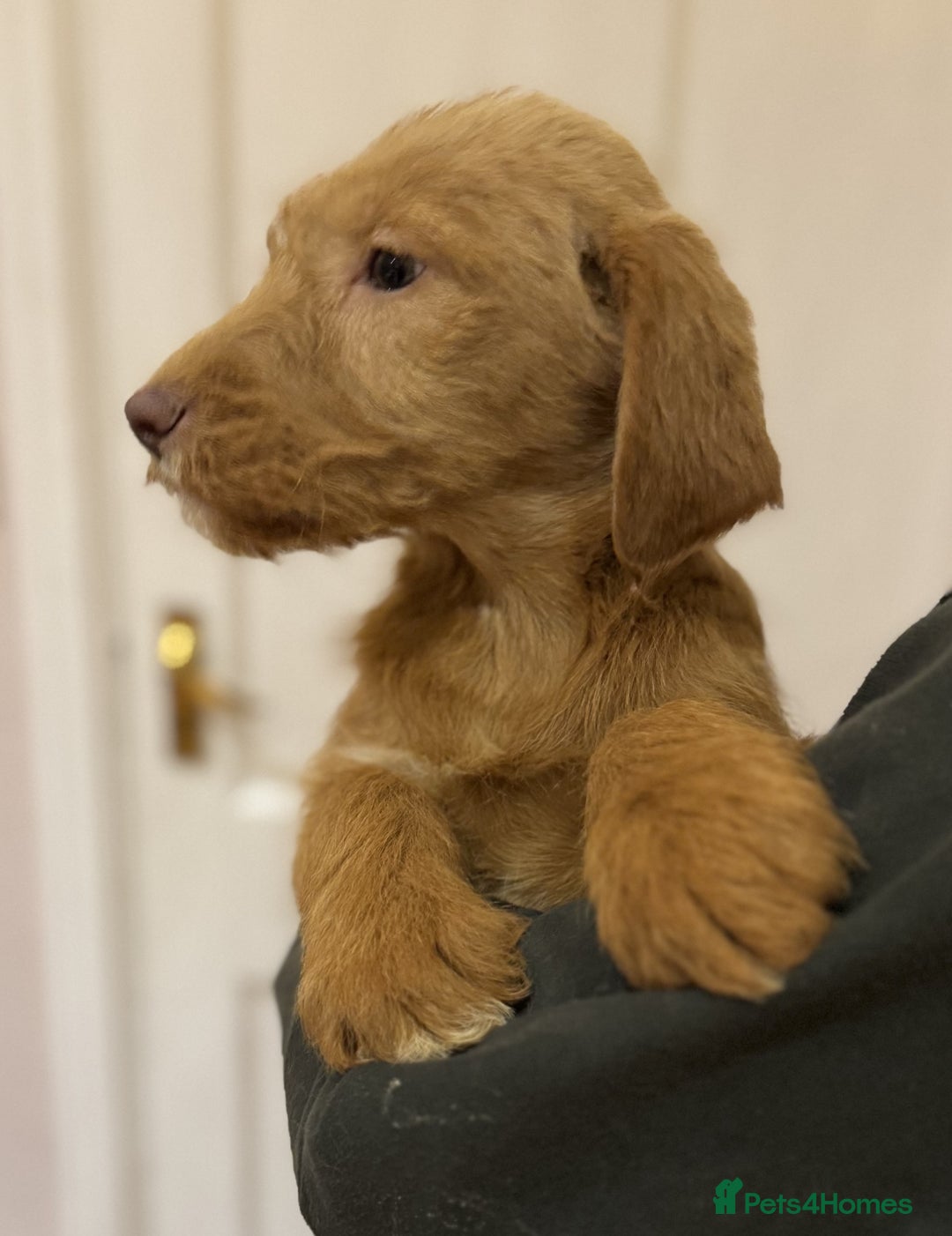 Labradoodle dogs for sale: 5* Fully Vaccinated Australian Labradoodle x Lab - Advert 2