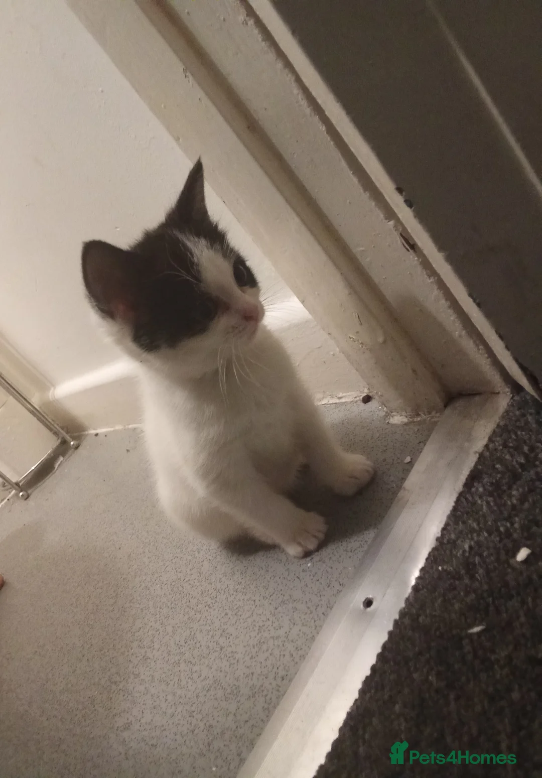 Ragdoll cats for sale: Kittens for sale  - Advert 4