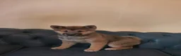 Japanese Shiba Inu dogs for sale: Pure Breed Japanese Shiba Inu Puppies  in Goole - Advert 21