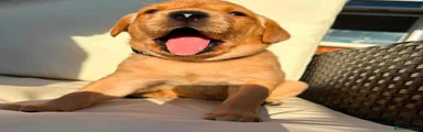 Labrador Retriever 1