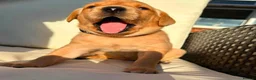 Labrador Retriever dogs for sale: KC Registered Labrador Puppies in Salisbury - Advert 4