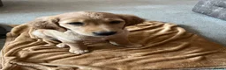 Golden Retriever dogs for sale: Beautiful family raised fox red golden retriever.  - Advert 6