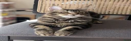 Maine Coon cats for sale: Maine coons 4 girls 3 boys  in Oswestry - Advert 14