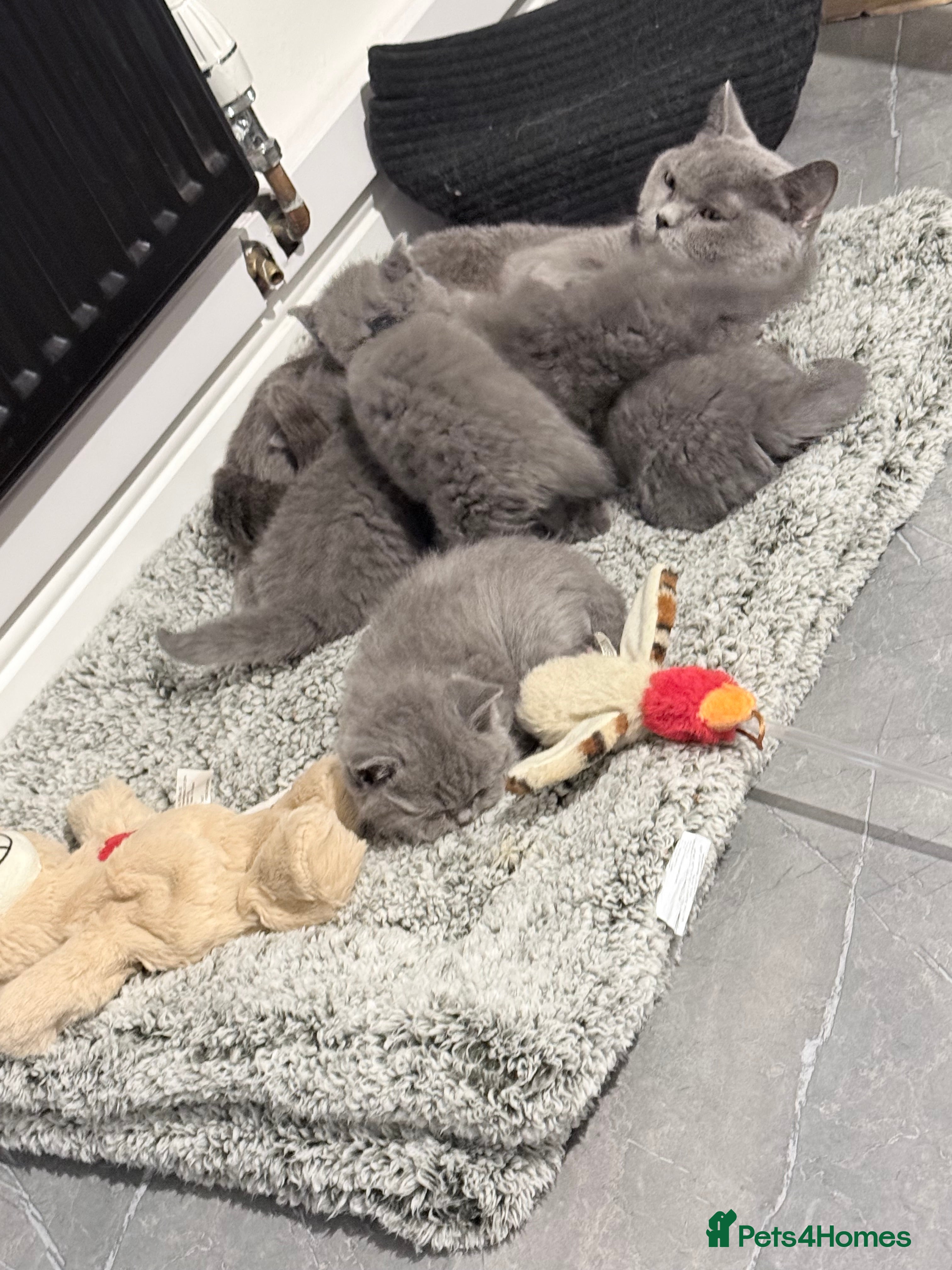 British Shorthair cats Full pedigree. Bsh kittens  - Advert 1
