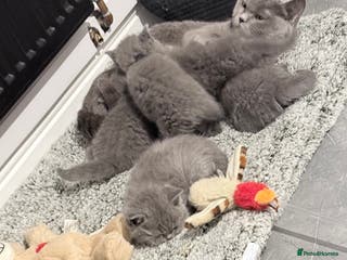 British Shorthair cats Full pedigree. Bsh kittens - Advert 2