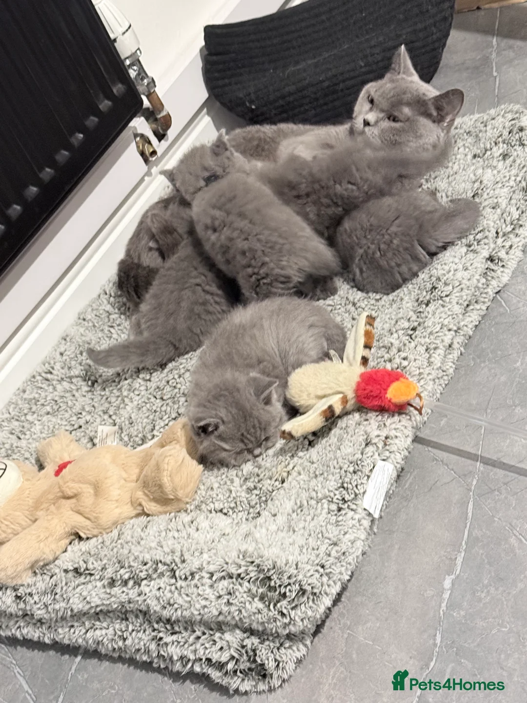 British Shorthair cats for sale: Full pedigree. Bsh kittens  - Advert 1