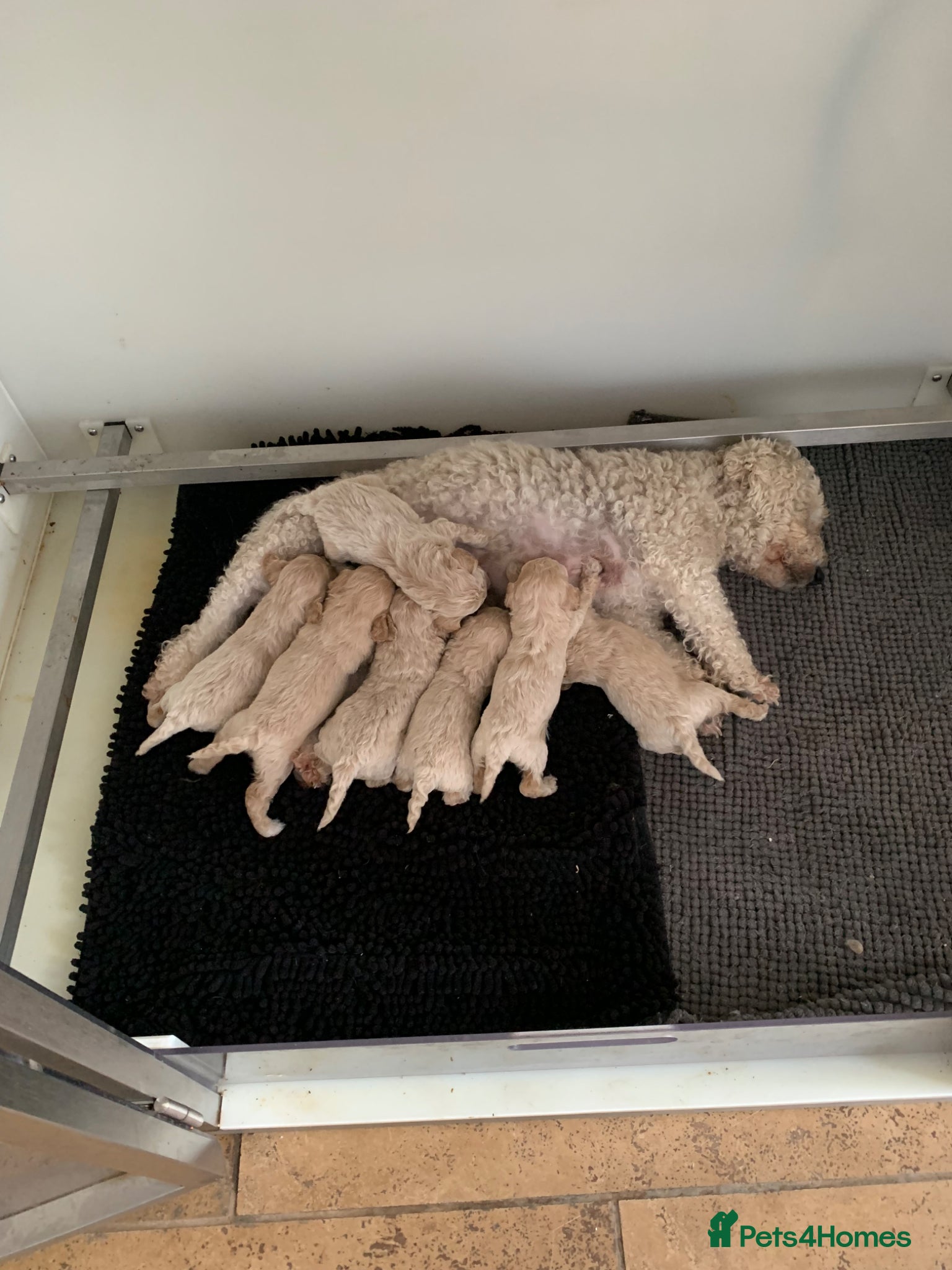 Poochon dogs for sale: Outstanding Poochon puppies  - Advert 11
