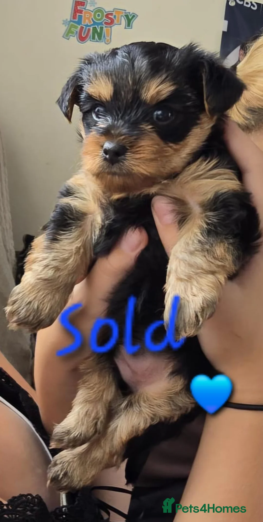Yorkshire Terrier dogs for sale: 5 cute cuddly puppies looking for new loving homes - Advert 28
