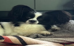 Papillon dogs for sale: Big and Beautiful  - Image 3