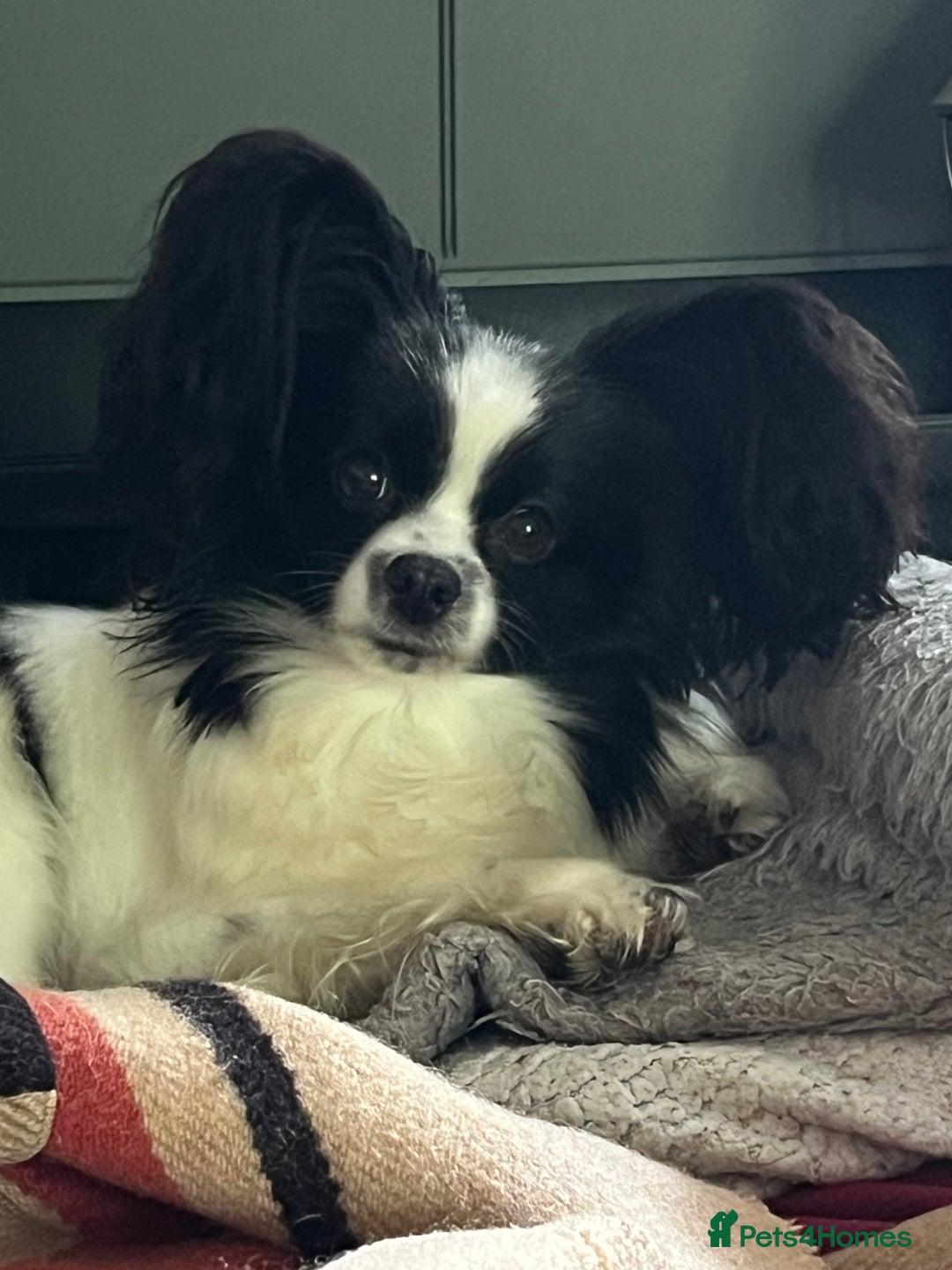 Papillon dogs for sale: Big and Beautiful  - Image 3