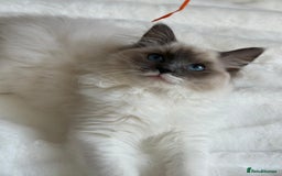 Ragdoll cats for sale: GCCF, They are ready for their new home. - Image 33