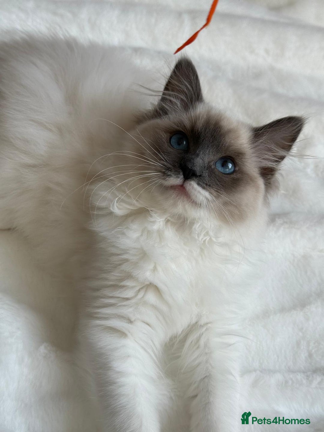 Ragdoll cats for sale: GCCF, They are ready for their new home. - Image 33