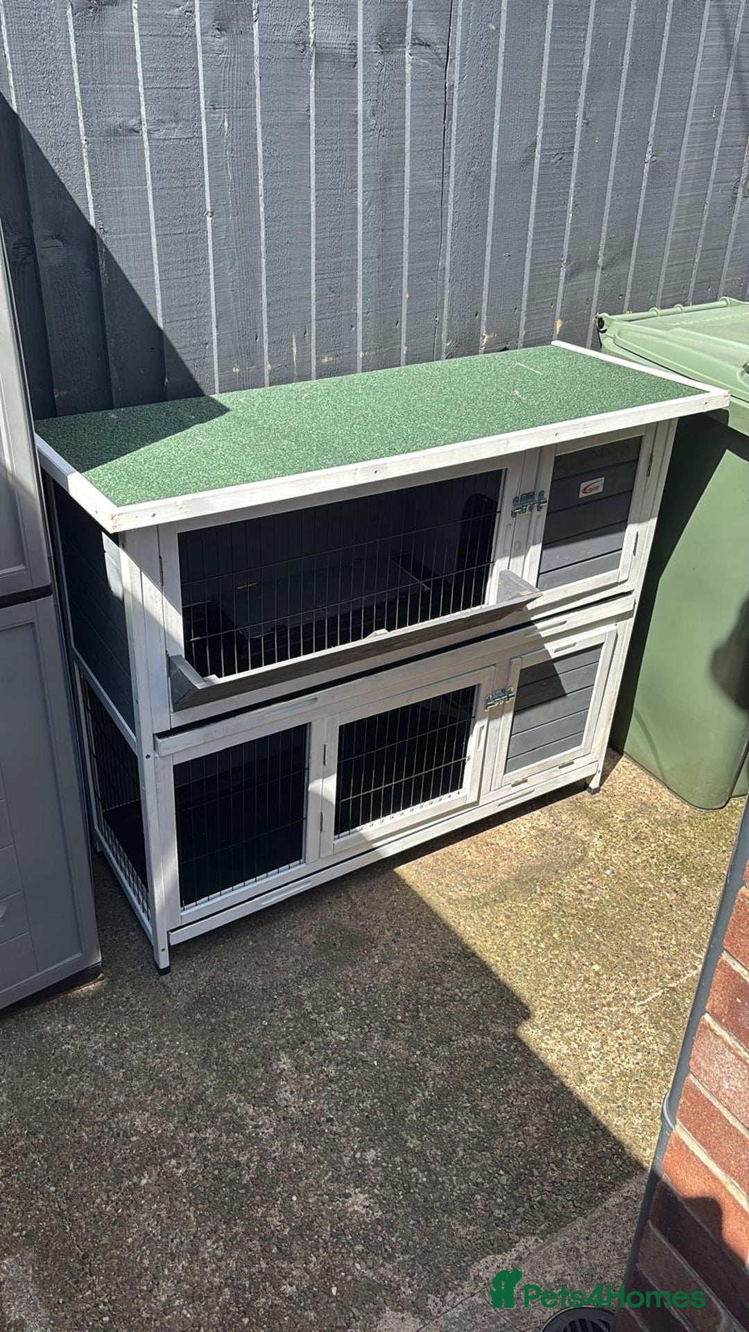 Mini Lop rabbits for sale: 2x male mini lop bonded Brothers for sale  - Image 9