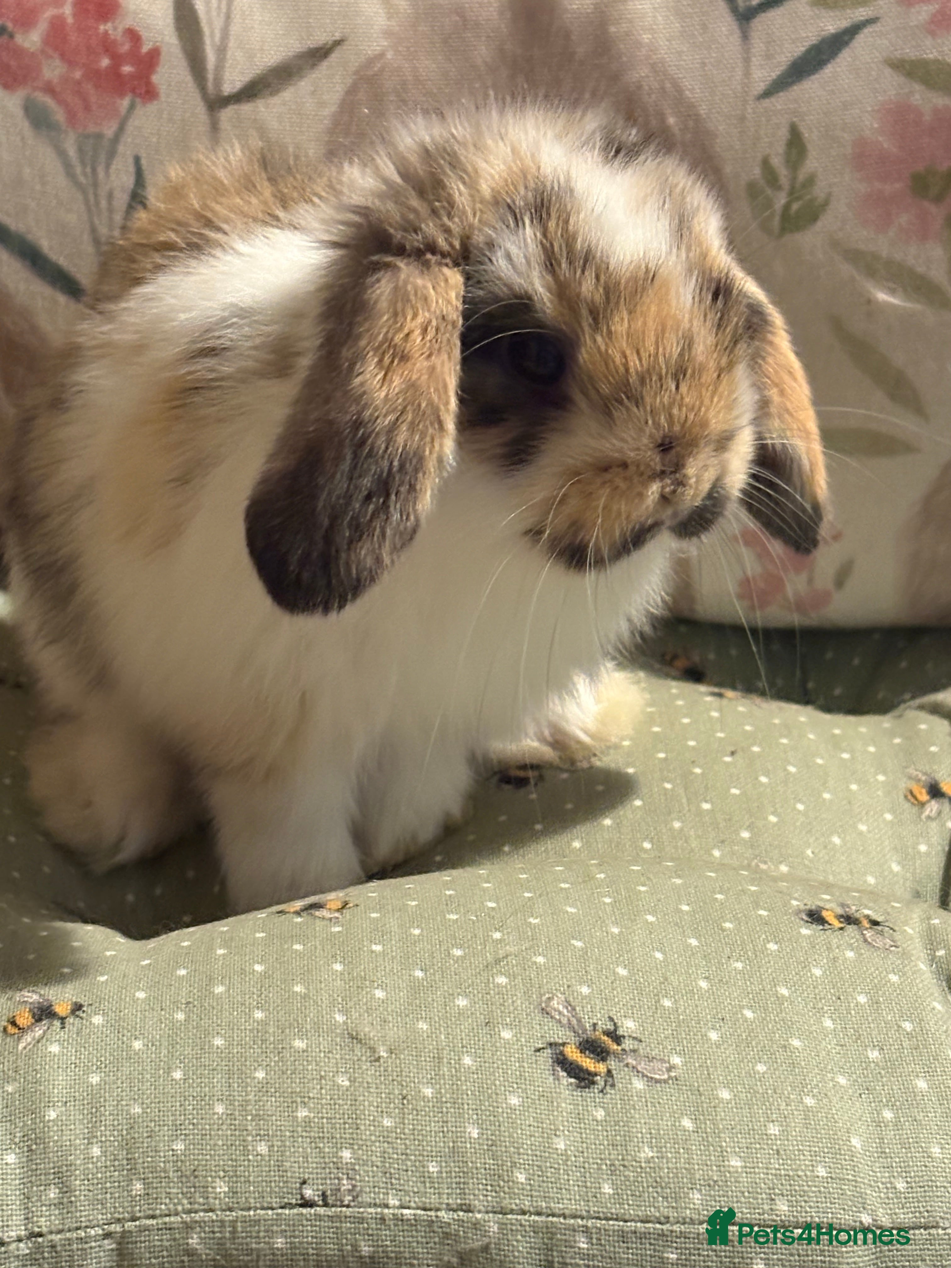 Mini Lop rabbits Raised indoors mini lop and lion lops/vaccinated   - Advert 13