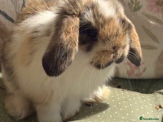Mini Lop rabbits Raised indoors mini lop and lion lops/vaccinated - Advert 7
