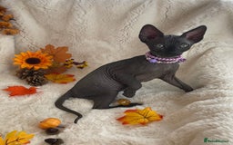Sphynx cats for sale: 7 adorable Sphynx  looking for their forever home - Image 2