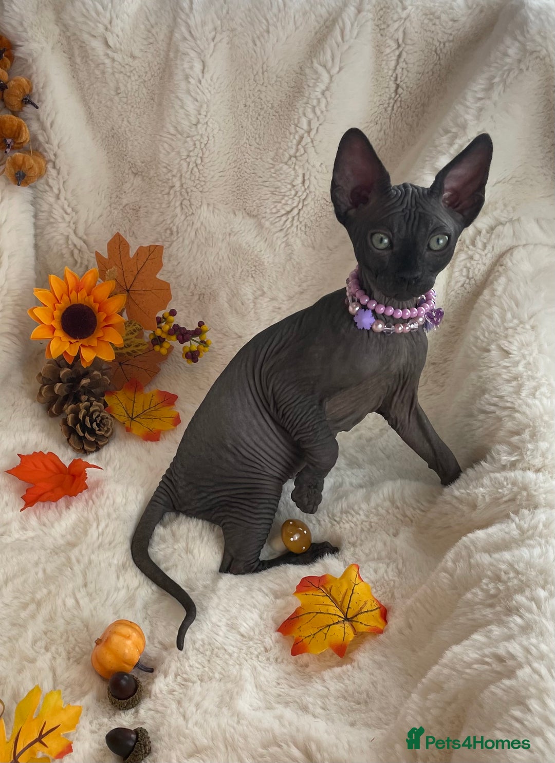 Sphynx cats for sale: 7 adorable Sphynx  looking for their forever home - Image 2