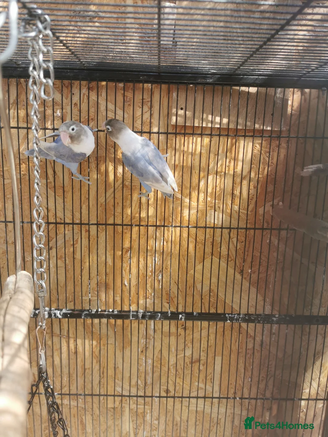 Lovebirds birds for sale: Lovebird  - Advert 2