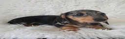 Miniature Dachshund dogs for sale: KC Silver dapple & cream boy. ready now  - Advert 9