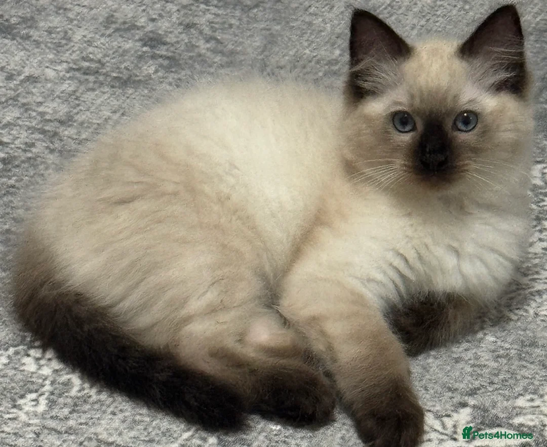 Ragdoll cats for sale: Ragdoll - Advert 7