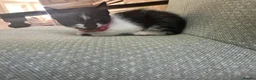 Mixed Breed cats for sale: beautiful shorthair/longhair kittens  - Advert 4