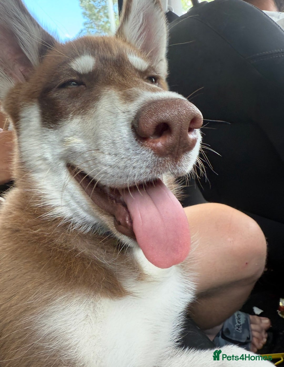 Siberian Husky dogs for sale: Brown Siberian Husky - Advert 7