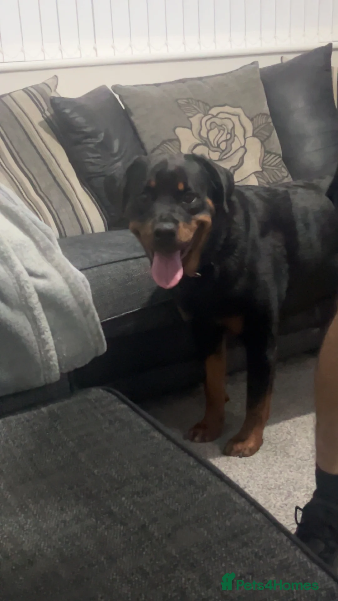 Rottweiler dogs for sale: Female Rottweiler  - Advert 7