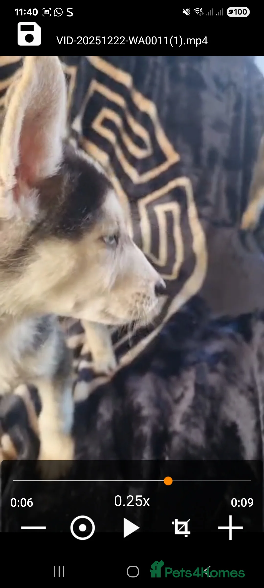 Shepsky dogs for sale: Shepsky puppies  - Advert 6